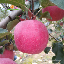 AGOLYN natural Green red Qinguan apple fruits